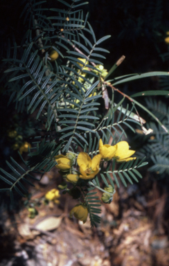 APII jpeg image of Senna aciphylla  © contact APII