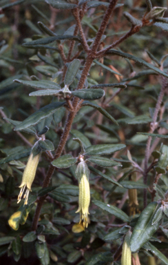 APII jpeg image of Correa lawrenceana var. lawrenceana  © contact APII