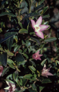 APII jpeg image of Crowea saligna  © contact APII