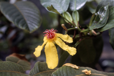 APII jpeg image of Dillenia alata  © contact APII