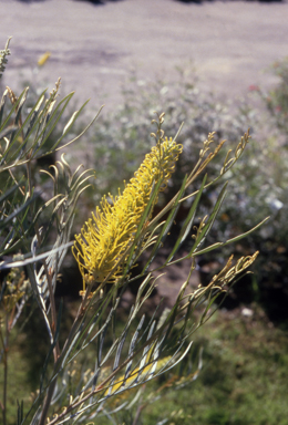 APII jpeg image of Grevillea 'Sandra Gordon'  © contact APII