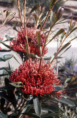 APII jpeg image of Telopea 'Braidwood Brilliant'  © contact APII