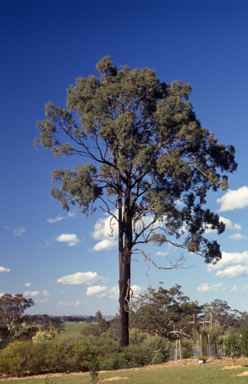 APII jpeg image of Eucalyptus crebra  © contact APII