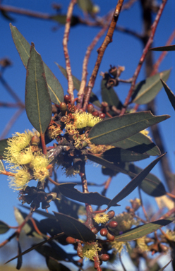 APII jpeg image of Eucalyptus desmondensis  © contact APII