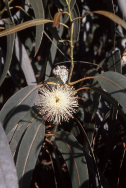 APII jpeg image of Eucalyptus globulus  © contact APII