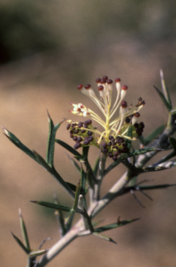APII jpeg image of Grevillea acrobotrya  © contact APII