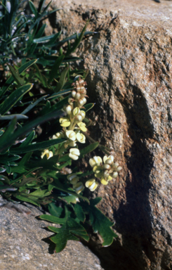 APII jpeg image of Grevillea cirsiifolia  © contact APII