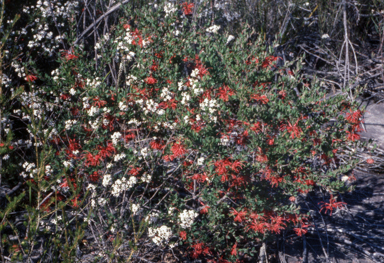 APII jpeg image of Grevillea speciosa  © contact APII