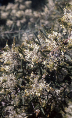 APII jpeg image of Grevillea triloba  © contact APII