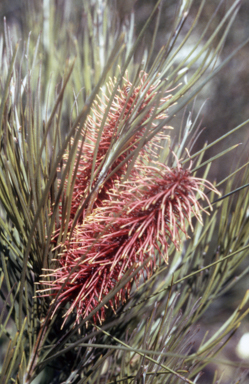 APII jpeg image of Hakea verrucosa  © contact APII