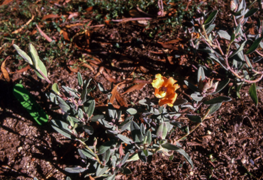 APII jpeg image of Hibbertia miniata  © contact APII