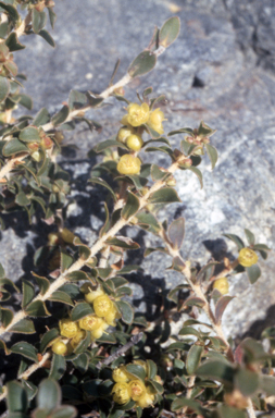 APII jpeg image of Hypocalymma xanthopetalum  © contact APII