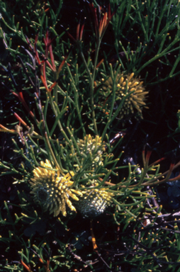 APII jpeg image of Isopogon prostratus  © contact APII