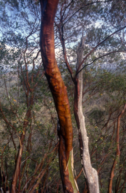 APII jpeg image of Leptospermum luehmannii  © contact APII