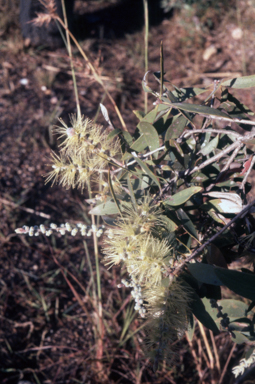 APII jpeg image of Melaleuca viridiflora  © contact APII