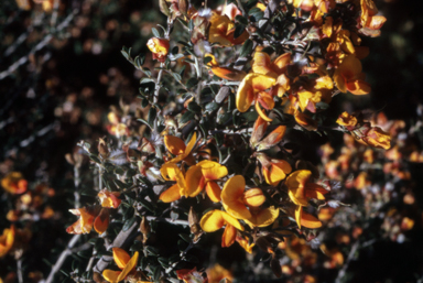 APII jpeg image of Mirbelia oxylobioides  © contact APII