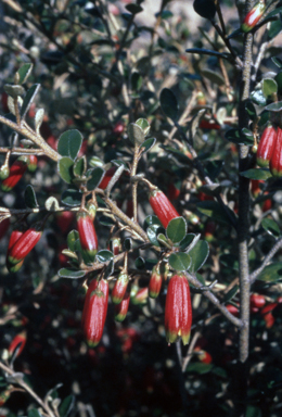 APII jpeg image of Nematolepis phebalioides  © contact APII