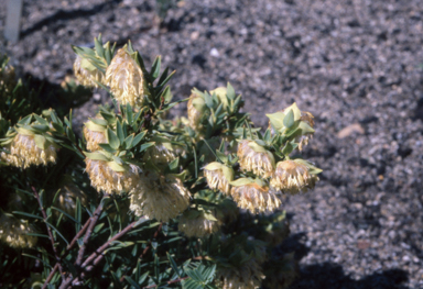 APII jpeg image of Pimelea lehmanniana  © contact APII