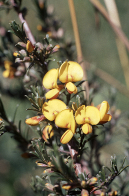 APII jpeg image of Pultenaea altissima  © contact APII