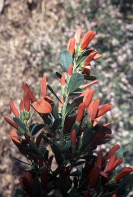 APII jpeg image of Templetonia retusa  © contact APII