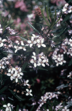 APII jpeg image of Zieria smithii  © contact APII