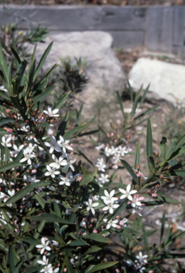 APII jpeg image of Philotheca myoporoides  © contact APII