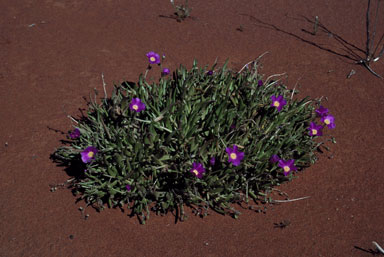 APII jpeg image of Calandrinia polyandra  © contact APII