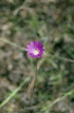 APII jpeg image of Calandrinia uniflora  © contact APII