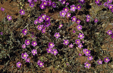 APII jpeg image of Calandrinia  © contact APII