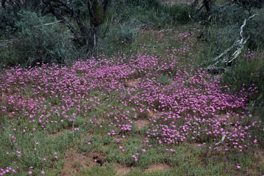 APII jpeg image of Calandrinia polyandra  © contact APII