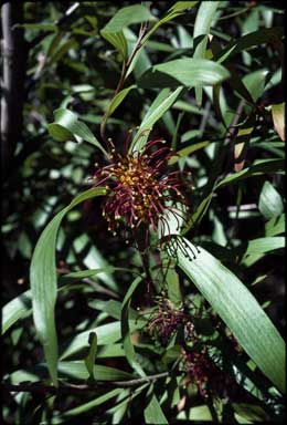 APII jpeg image of Hakea archaeoides  © contact APII