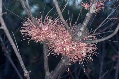 APII jpeg image of Hakea bakeriana  © contact APII