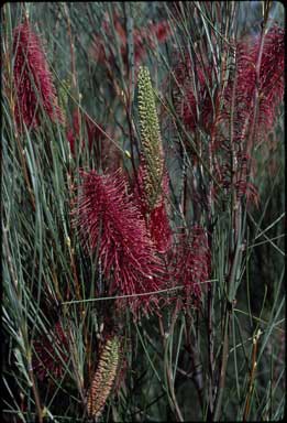 APII jpeg image of Hakea bucculenta  © contact APII