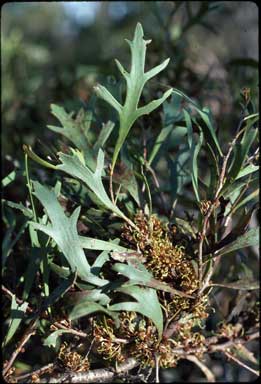 APII jpeg image of Hakea ceratophylla  © contact APII