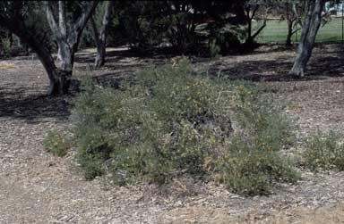 APII jpeg image of Hakea commutata  © contact APII