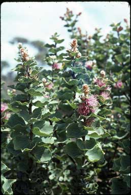 APII jpeg image of Hakea cucullata  © contact APII