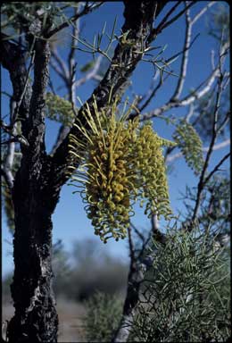 APII jpeg image of Hakea eyreana  © contact APII