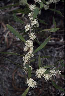 APII jpeg image of Hakea florulenta  © contact APII