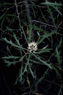 APII jpeg image of Hakea horrida  © contact APII