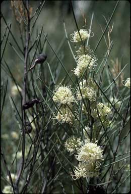 APII jpeg image of Hakea leucoptera subsp. leucoptera  © contact APII