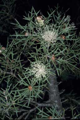 APII jpeg image of Hakea lasiocarpha  © contact APII