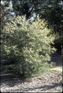 APII jpeg image of Hakea macraeana  © contact APII