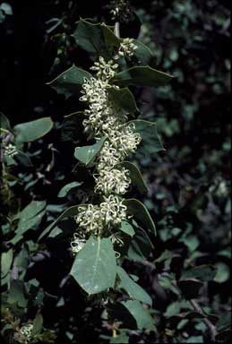 APII jpeg image of Hakea prostrata  © contact APII