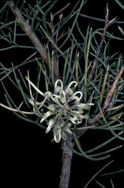 APII jpeg image of Hakea pulvinifera  © contact APII