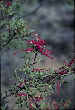 APII jpeg image of Hakea purpurea  © contact APII