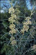 Hakea recurva