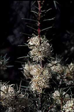 APII jpeg image of Hakea sericea  © contact APII