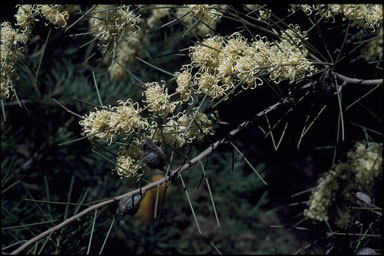 APII jpeg image of Hakea tephrosperma  © contact APII