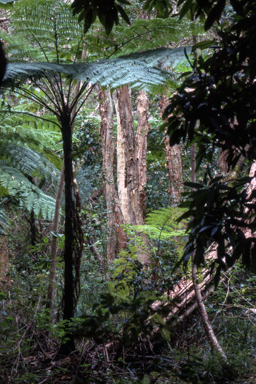 APII jpeg image of Cyathea cooperi  © contact APII