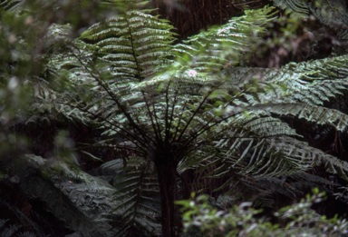 APII jpeg image of Cyathea cunninghamii  © contact APII